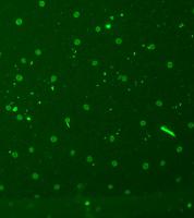 Clear Fluorescence project thumbnail