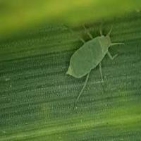 Agrifly Object Multi-disease project thumbnail