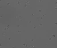 jurkat_pi_apo15_v2_1_pi_bf project thumbnail