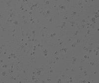 jurkat_pi_apo15_zaber_plate_d3 project thumbnail