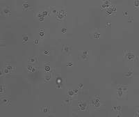 cell_zaber_apo project thumbnail