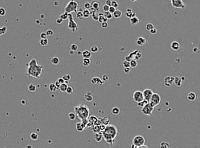 tcell_classified_corrected project thumbnail