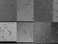 tcell_check project thumbnail