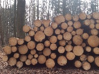 wood log detction project thumbnail