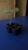 saplings dataset project thumbnail