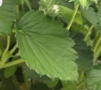 Healthy_Leaf 3 project thumbnail