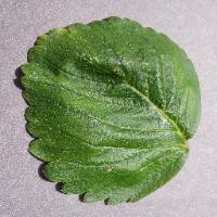 Healthy_Leaf project thumbnail