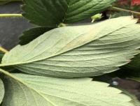 Healthy Leaf 2 project thumbnail
