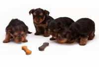 dogs and cats project thumbnail