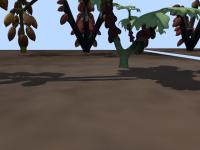 Cacao Simulation project thumbnail