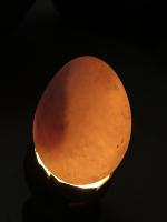 eggproject project thumbnail