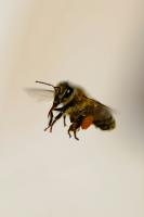 bee project thumbnail
