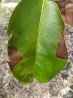 Mangosteen Leaf Disease project thumbnail