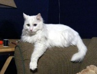 Dataset Cat project thumbnail