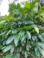 Coffee Leaf Detection project thumbnail