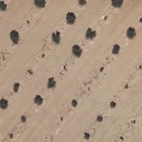 OLIVE ORCHARDS project thumbnail