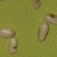 white beans final cut project thumbnail