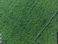 Rice Detection project thumbnail