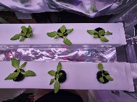 lettuce project thumbnail