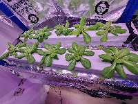 Butterhead_Lettuce_Bulk_Samples 2 project thumbnail