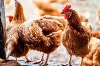 poultry-health project thumbnail