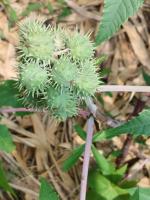 ricinus_communis project thumbnail
