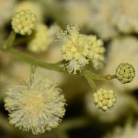 acacia_mearnsii project thumbnail