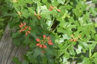 euphorbia_heterophylla project thumbnail