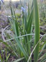 aristea_ecklonii project thumbnail