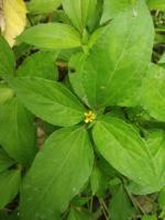synedrella_nodiflora project thumbnail