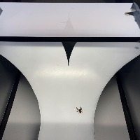 insects project thumbnail