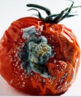 final_tomato_detection project thumbnail