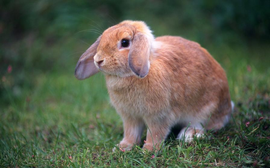 Image 9 Rabits Rabbits Object Detection Model by SlimWorkspace