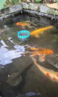 fish behavior project thumbnail