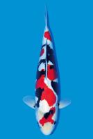 koi project thumbnail