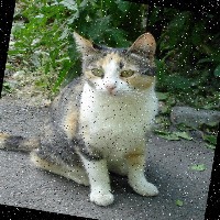 Detection of stray cats Object Detection Model by Detection of stray cats