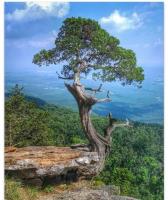pine-disease-classification project thumbnail