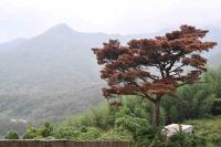 pine-disease-classification project thumbnail