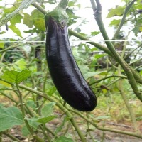 eggplant_disease  project thumbnail