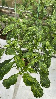 Chilli plant disease project thumbnail