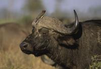 Bison project thumbnail