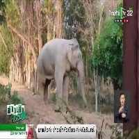elephant project thumbnail