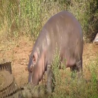 hippo-pretrain project thumbnail