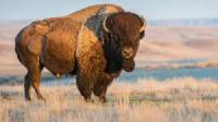 merged (bison,cattle) project thumbnail