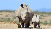 rhino project thumbnail