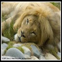 Lion project thumbnail