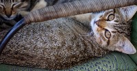 cat project thumbnail