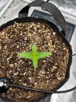 cannibis life cycle project thumbnail