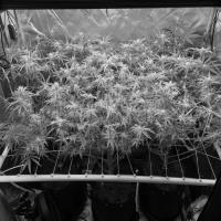budcounter/predictor project thumbnail