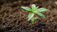 testplantlifecycleandbudcounter project thumbnail